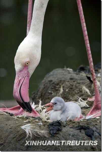 雄性火烈鸟照看自己刚刚出世的孩子