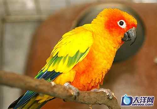 濒危的太阳鹦鹉