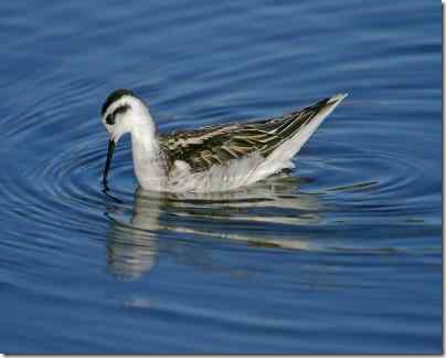瓣蹼鹬滨鸟抗地心引力进食