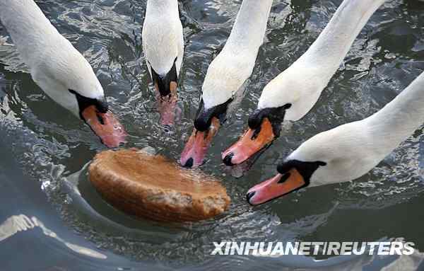 花样游泳的天鹅