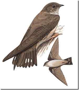 北京的燕子 岩燕