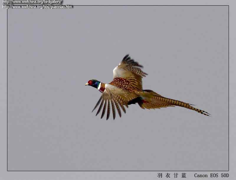 鸟与史料——雉