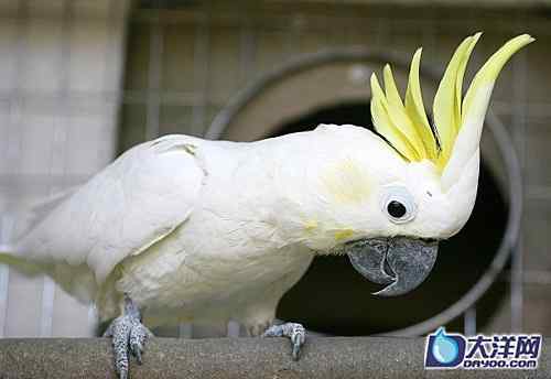 濒危的葵花鹦鹉