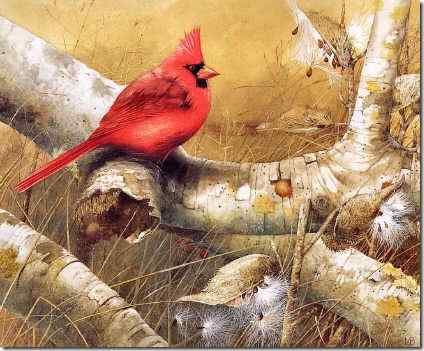 Marjolein Bastin插画 绘画小鸟