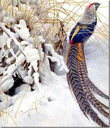 小鸟绘画作品 by Robert Bateman