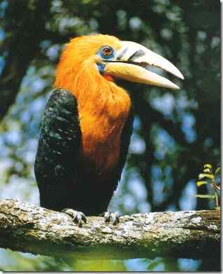 巨嘴鸟和犀鸟的区别