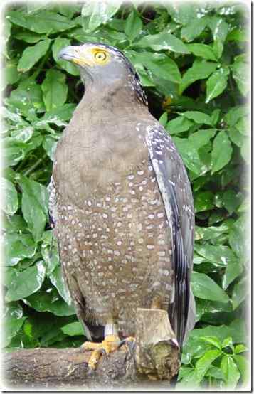 猛禽雕类介绍：林雕