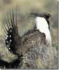 另外一些鸡:涉雉与松鸡