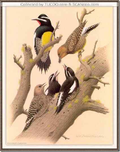 啄木鸟绘画作品
