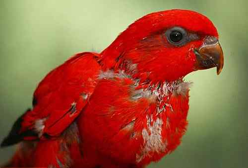 濒危的猩红吸蜜鹦鹉