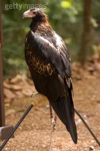 澳大利亚楔尾鹰