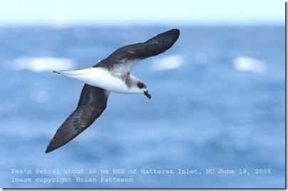 百慕大群岛国鸟:百慕大海燕