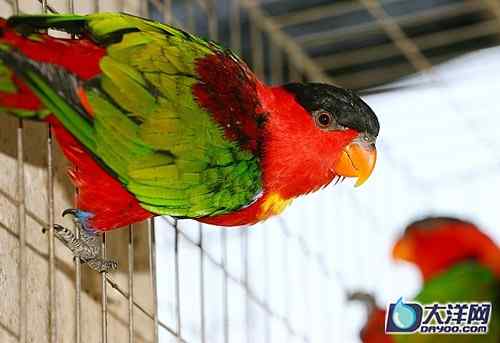 濒危的黄胸黑帽鹦鹉