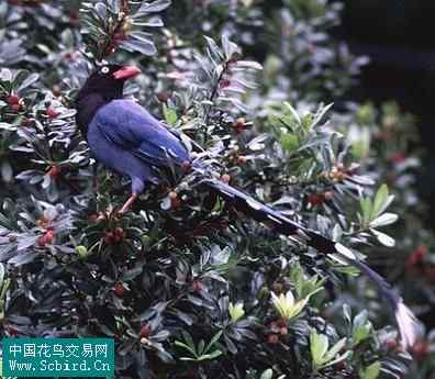 雀形目鸟类图谱大全：388张图！