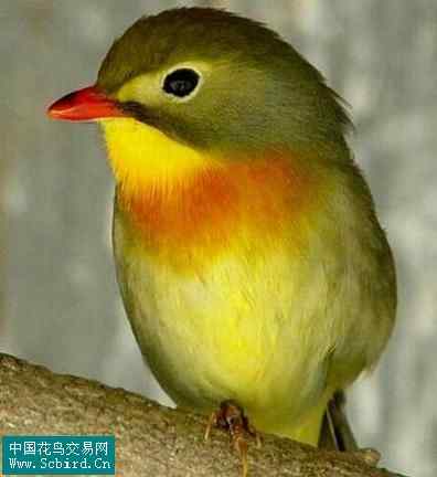 雀形目鸟类图谱大全：388张图！