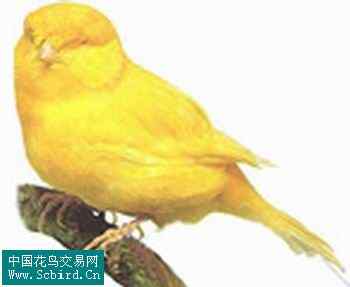 雀形目鸟类图谱大全：388张图！