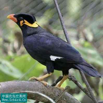 雀形目鸟类图谱大全：388张图！