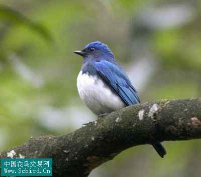 雀形目鸟类图谱大全：388张图！