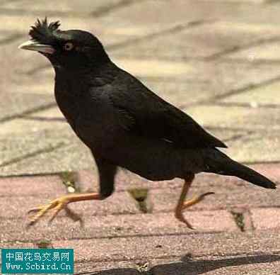 雀形目鸟类图谱大全：388张图！