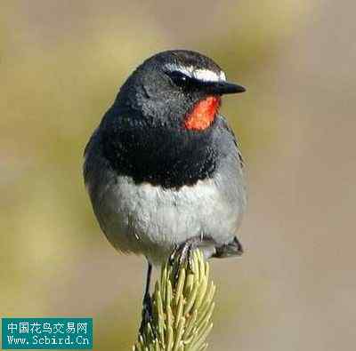 雀形目鸟类图谱大全：388张图！