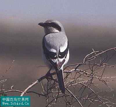 雀形目鸟类图谱大全：388张图！