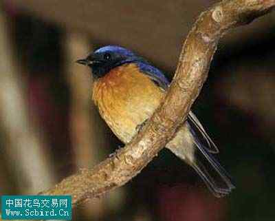 雀形目鸟类图谱大全：388张图！