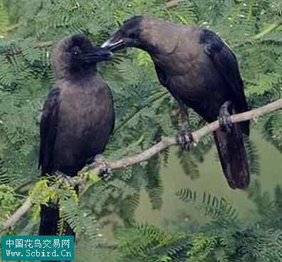 雀形目鸟类图谱大全：388张图！