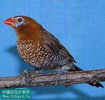 雀形目鸟类图谱大全：388张图！