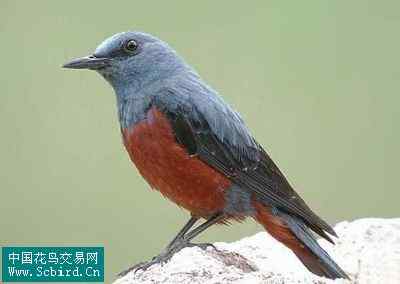 雀形目鸟类图谱大全：388张图！