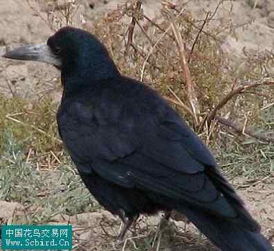 雀形目鸟类图谱大全：388张图！