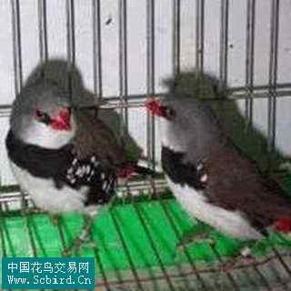 雀形目鸟类图谱大全：388张图！