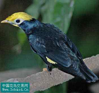 雀形目鸟类图谱大全：388张图！