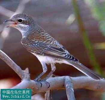 雀形目鸟类图谱大全：388张图！