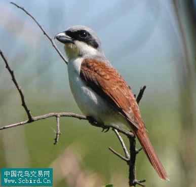 雀形目鸟类图谱大全：388张图！