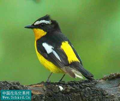 雀形目鸟类图谱大全：388张图！