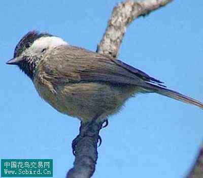 雀形目鸟类图谱大全：388张图！