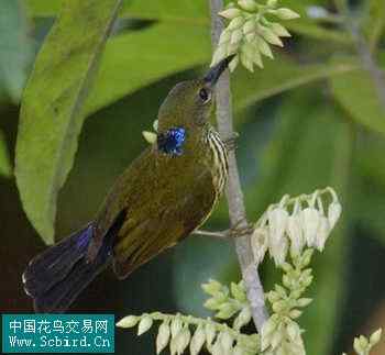 雀形目鸟类图谱大全：388张图！