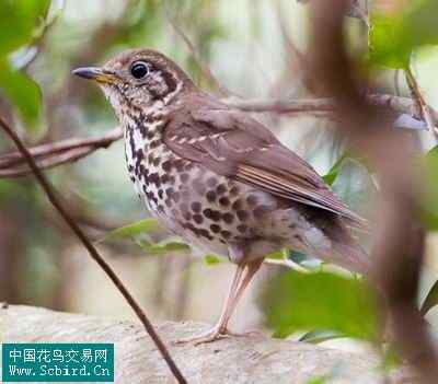 雀形目鸟类图谱大全：388张图！