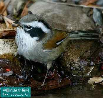 雀形目鸟类图谱大全：388张图！