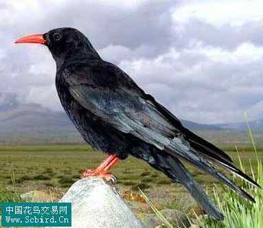 雀形目鸟类图谱大全：388张图！