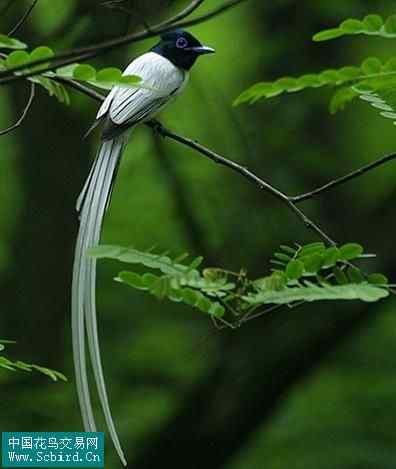 雀形目鸟类图谱大全：388张图！