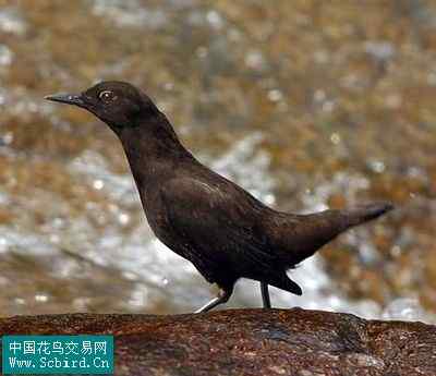 雀形目鸟类图谱大全：388张图！