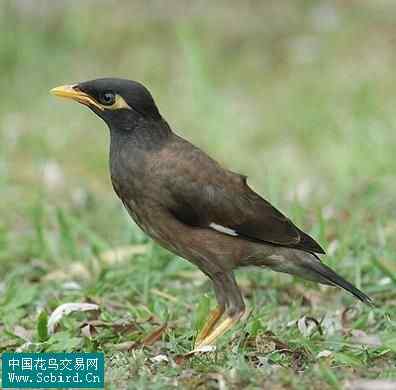 雀形目鸟类图谱大全：388张图！