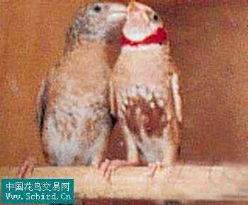 雀形目鸟类图谱大全：388张图！