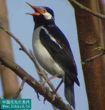 雀形目鸟类图谱大全：388张图！