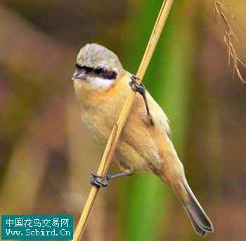 雀形目鸟类图谱大全：388张图！