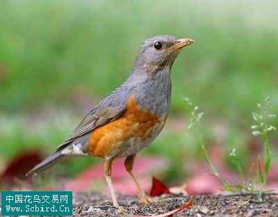 雀形目鸟类图谱大全：388张图！