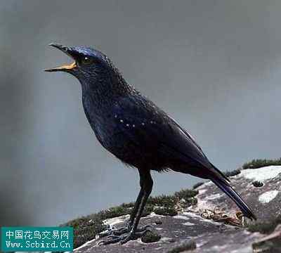 雀形目鸟类图谱大全：388张图！