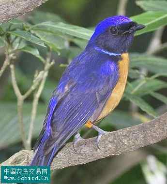 雀形目鸟类图谱大全：388张图！