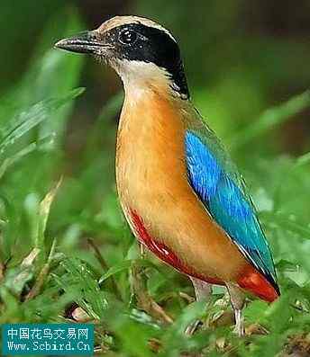 雀形目鸟类图谱大全：388张图！